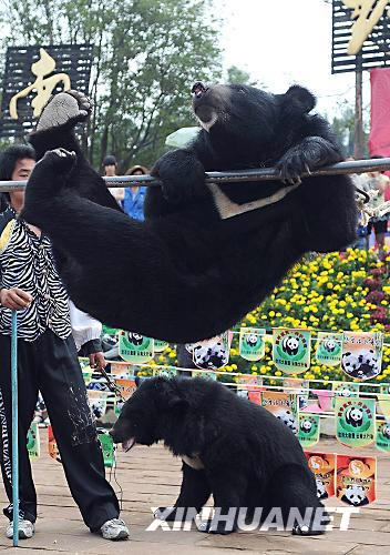 1 W?hrend der Beijinger Olympischen Spiele lieferten sich die Tiere im Zoo der südchinesischen Provinz Yunnan einen Wettkampf der eigenen Art. Kragenb?ren, Rhesusaffen, Ziegen und Elefanten nehmen an den verschiedenen Disziplinen teil wie Leichtathletik, Turnen oder Fu?ball. 1 W?hrend der Beijinger Olympischen Spiele lieferten sich die Tiere im Zoo der südchinesischen Provinz Yunnan einen Wettkampf der eigenen Art. Kragenb?ren, Rhesusaffen, Ziegen und Elefanten nehmen an den verschiedenen Disziplinen teil wie Leichtathletik, Turnen oder Fu?ball.