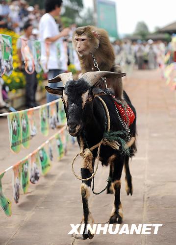2 W?hrend der Beijinger Olympischen Spiele lieferten sich die Tiere im Zoo der südchinesischen Provinz Yunnan einen Wettkampf der eigenen Art. Kragenb?ren, Rhesusaffen, Ziegen und Elefanten nehmen an den verschiedenen Disziplinen teil wie Leichtathletik, Turnen oder Fu?ball. 2 W?hrend der Beijinger Olympischen Spiele lieferten sich die Tiere im Zoo der südchinesischen Provinz Yunnan einen Wettkampf der eigenen Art. Kragenb?ren, Rhesusaffen, Ziegen und Elefanten nehmen an den verschiedenen Disziplinen teil wie Leichtathletik, Turnen oder Fu?ball.