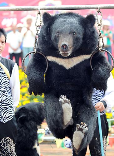 3 W?hrend der Beijinger Olympischen Spiele lieferten sich die Tiere im Zoo der südchinesischen Provinz Yunnan einen Wettkampf der eigenen Art. Kragenb?ren, Rhesusaffen, Ziegen und Elefanten nehmen an den verschiedenen Disziplinen teil wie Leichtathletik, Turnen oder Fu?ball. 3 W?hrend der Beijinger Olympischen Spiele lieferten sich die Tiere im Zoo der südchinesischen Provinz Yunnan einen Wettkampf der eigenen Art. Kragenb?ren, Rhesusaffen, Ziegen und Elefanten nehmen an den verschiedenen Disziplinen teil wie Leichtathletik, Turnen oder Fu?ball.