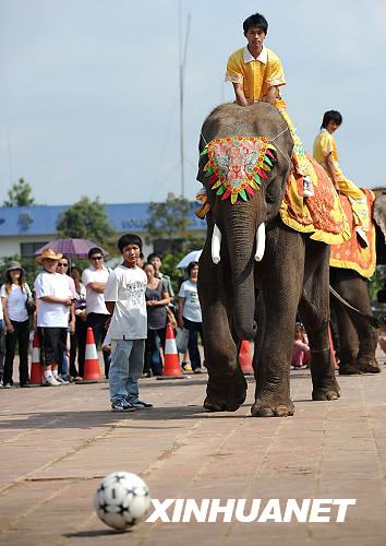 4 W?hrend der Beijinger Olympischen Spiele lieferten sich die Tiere im Zoo der südchinesischen Provinz Yunnan einen Wettkampf der eigenen Art. Kragenb?ren, Rhesusaffen, Ziegen und Elefanten nehmen an den verschiedenen Disziplinen teil wie Leichtathletik, Turnen oder Fu?ball. 4 W?hrend der Beijinger Olympischen Spiele lieferten sich die Tiere im Zoo der südchinesischen Provinz Yunnan einen Wettkampf der eigenen Art. Kragenb?ren, Rhesusaffen, Ziegen und Elefanten nehmen an den verschiedenen Disziplinen teil wie Leichtathletik, Turnen oder Fu?ball.