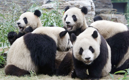 Die jungen Pandas in ihrem Gehege im Beijinger Zoo am 10. Juli 2008. Die acht Pandas waren Teil einer Spezialausstellung w?hrend der Olympischen Sommerspiele.