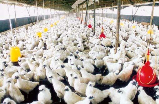 Geflügel,Geflügelfleisch,china,eu,vogelgrippe,import,lebensmittel