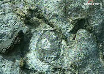 2 Wissenschaftler fanden in den Bergen von Sichuan Fossilien von Meerestieren aus dem Ordovizium. Zu Ende dieses Zeitalters, vor rund 443 Millionen Jahren, starben zahlreiche Arten von wirbellosen Tieren aus, für die dieses Zeitalter bekannt war.