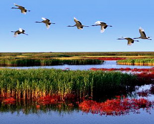 Das in der südwestchinesischen Provinz Liaoning liegende und von Yingkou, An’Shan und Jinzhou von Land umgebene Panjin ist ein zentraler Gürtel des Liaohe-Delta, der sich neben der Liaodong-Bucht im Süden auf eine Küstenlänge von ca. 118 Kilometern erstreckt. Der Liaohe mündet in Panjin ins Meer.