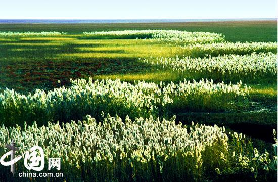 Das in der südwestchinesischen Provinz Liaoning liegende und von Yingkou, An’Shan und Jinzhou von Land umgebene Panjin ist ein zentraler Gürtel des Liaohe-Delta, der sich neben der Liaodong-Bucht im Süden auf eine Küstenl?nge von ca. 118 Kilometern erstreckt. Der Liaohe mündet in Panjin ins Meer.