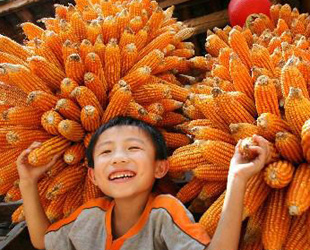 Im herbstlichen Guizhou steht die Ernte an