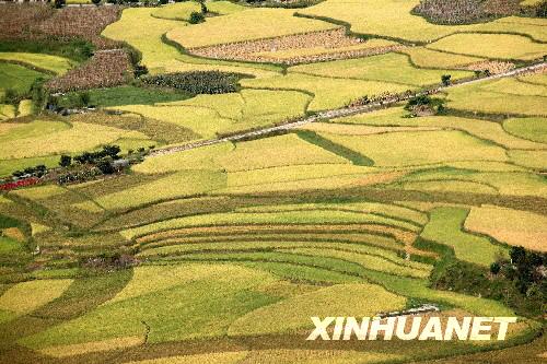 Im herbstlichen Guizhou steht die Ernte an
