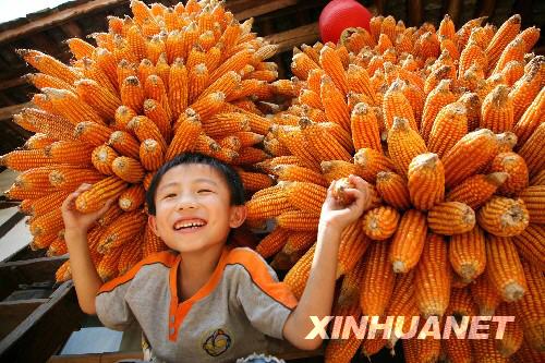 Im herbstlichen Guizhou steht die Ernte an