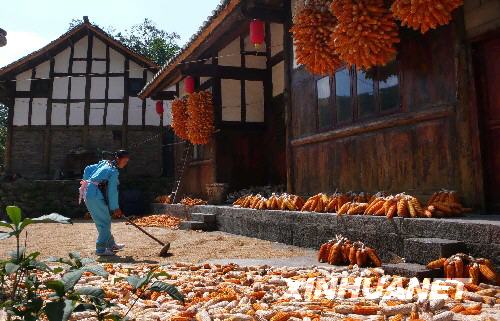 Im herbstlichen Guizhou steht die Ernte an
