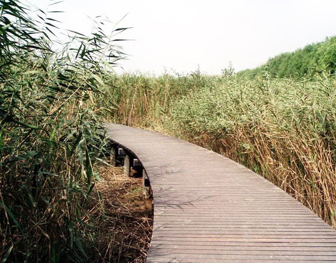 Die natürliche Sch?nheit der Insel Chongming ist unumstritten, und welchen besseren Weg k?nnte es geben, ein Stück dieser Sch?nheit einzufangen, als unter einer Gruppe ausl?ndischer Fotografen einen Fotowettbewerb zu starten.