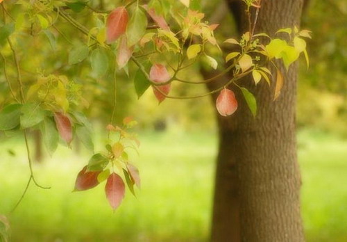 Die natürliche Sch?nheit der Insel Chongming ist unumstritten, und welchen besseren Weg k?nnte es geben, ein Stück dieser Sch?nheit einzufangen, als unter einer Gruppe ausl?ndischer Fotografen einen Fotowettbewerb zu starten.
