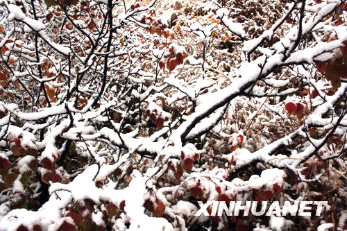 Schnee ,Mongolei,Erste ,goldenen ,roten ,Bl?tter ,Szenerie,China