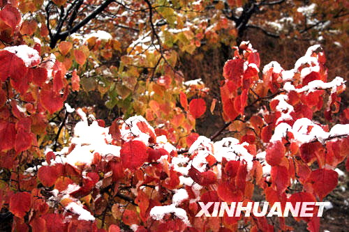 Schnee ,Mongolei,Erste ,goldenen ,roten ,Bl?tter ,Szenerie,China