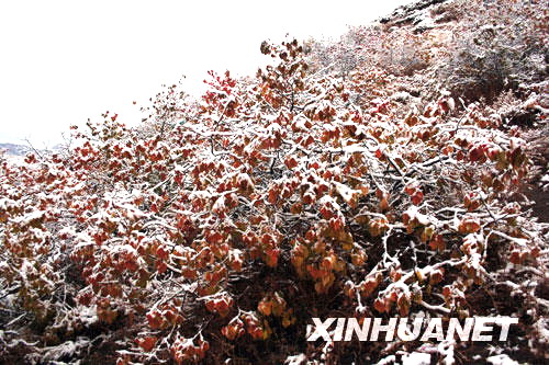 Schnee ,Mongolei,Erste ,goldenen ,roten ,Bl?tter ,Szenerie,China