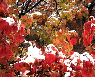Schnee ,Mongolei,Erste ,goldenen ,roten ,Bl?tter ,Szenerie,China