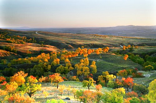 Der Sp?therbst kommt und die Bl?tter f?rben sich bunt im Wald des Kreises Youyu, der auf dem 1400 Meter hohen n?rdlichen L?sshügelland der Provinz Shanxi liegt.