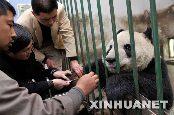 Das erste Bild von der Gen-Reihenfolge von Panda ist am Samstag in der südchinesischen Stadt Shenzhen fertig gestellt worden. Dies hat eine wissenschaftliche Grundlage für Schutz, Gesundheitspflegung sowie künstliche Fortpflanzung der aussterbenden Tierarten geschaffen.