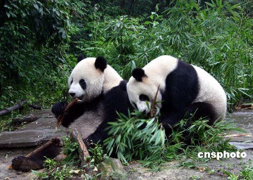 Das erste Bild von der Gen-Reihenfolge von Panda ist am Samstag in der südchinesischen Stadt Shenzhen fertig gestellt worden. Dies hat eine wissenschaftliche Grundlage für Schutz, Gesundheitspflegung sowie künstliche Fortpflanzung der aussterbenden Tierarten geschaffen.