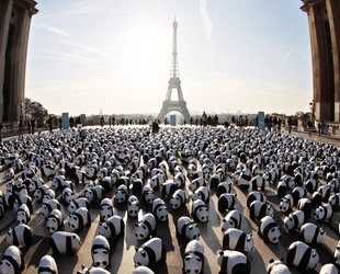 In Paris werden seit vergangenem Wochenende auf dem Trocadéro-Platz 1.600 Papier-Pandas ausgestellt, die alle noch auf der Erde überlebenden Tiere dieser Art symbolisieren.