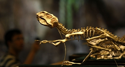 3 Im Aquarium der ostchinesischen Metropole Shanghai findet derzeit eine Ausstellung über wertvolle Fossilien statt. Zahlreiche Fossilien von seltenen Tierarten aus der Urzeit k?nnen besichtigt werden. Die Besucher k?nnen nicht nur Fossilien bewundern, sondern gleichzeitig auch ihre Kenntnisse über uralte Tierarten erweitern.