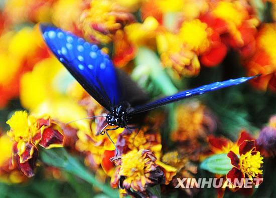 Die Schmetterling-Quelle in Dali gilt seit langem als eine Sehenswürdigkeit der alten Stadt. Ab diesem Jahr können die Besucher auch im Herbst viele schöne Falter federleicht tanzen sehen.