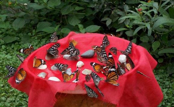 Die Schmetterling-Quelle in Dali gilt seit langem als eine Sehenswürdigkeit der alten Stadt. Ab diesem Jahr k?nnen die Besucher auch im Herbst viele sch?ne Falter federleicht tanzen sehen.