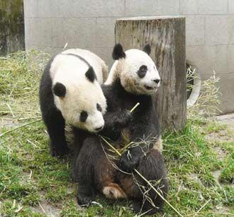 1 Der Muzha-Zoo in Taipei hat bald zwei neue Attraktionen zu bieten. Die gro? angekündigten Neulinge sind zwei Pandas vom chinesischen Festland, für die der Zoo ab Ende November das neue Zuhause sein wird.