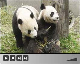 Der Muzha-Zoo in Taipei hat bald zwei neue Attraktionen zu bieten. Die gro? angekündigten Neulinge sind zwei Pandas vom chinesischen Festland, für die der Zoo ab Ende November das neue Zuhause sein wird.1