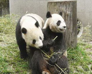 Der Muzha-Zoo in Taipei hat bald zwei neue Attraktionen zu bieten. Die gro? angekündigten Neulinge sind zwei Pandas vom chinesischen Festland, für die der Zoo ab Ende November das neue Zuhause sein wird. 2