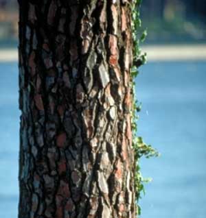 1 Müdikgkeit und schweren Beine durch lange Flüge kann mit einem natürlichen Mittel Abhilfe geschaffen werden: Laut einer Studie wirkt Kiefernrinde dem Jetlag entgegen. 1 Müdikgkeit und schweren Beine durch lange Flüge kann mit einem natürlichen Mittel Abhilfe geschaffen werden: Laut einer Studie wirkt Kiefernrinde dem Jetlag entgegen.
