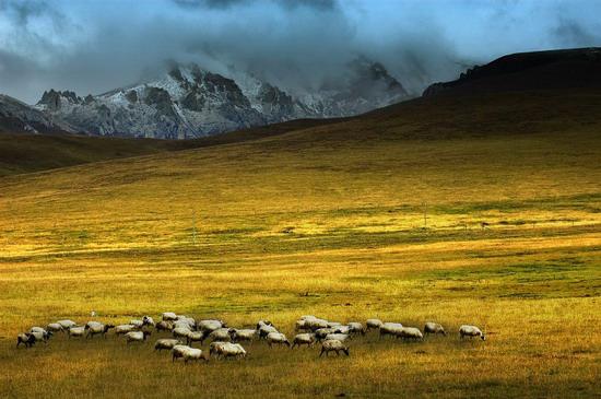 Gannan in der Gansu Provinz ist eine der zehn tibetischen autonomen Präfekturen in China. Die lokalen Viehzüchter leben im Grassland im Nordwesten, das auch wegen der gut erhaltenen Landschaft jedes Jahr zahlreiche Touristen anzieht.