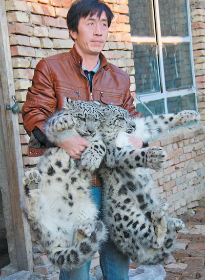 2 Ein Hirte im uigurischen autonomen Gebiet Xinjiang hat zwei Schneeleoparden-Babys als Haustiere aufgenommen. Die 'K?tzchen' sind schnell herangewachsen. Jetzt wiegen sie jeweils mehr als 15 Kilogramm.