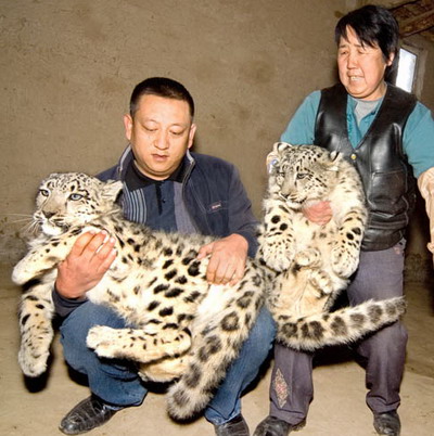 3 Ein Hirte im uigurischen autonomen Gebiet Xinjiang hat zwei Schneeleoparden-Babys als Haustiere aufgenommen. Die 'K?tzchen' sind schnell herangewachsen. Jetzt wiegen sie jeweils mehr als 15 Kilogramm.