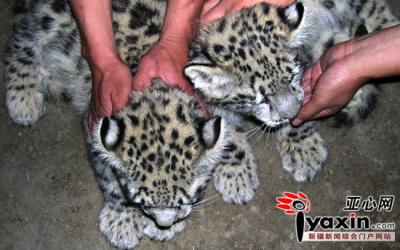 5 Ein Hirte im uigurischen autonomen Gebiet Xinjiang hat zwei Schneeleoparden-Babys als Haustiere aufgenommen. Die 'K?tzchen' sind schnell herangewachsen. Jetzt wiegen sie jeweils mehr als 15 Kilogramm.