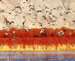 Am Lhasa-Fluss kamen vor kurzem mehrere Zehntausend Zugvögel zusammen. Der Fluss in der Hauptstadt des autonomen Gebiets Tibet verwandelte sich in eine spektakuläre Vogelwelt.