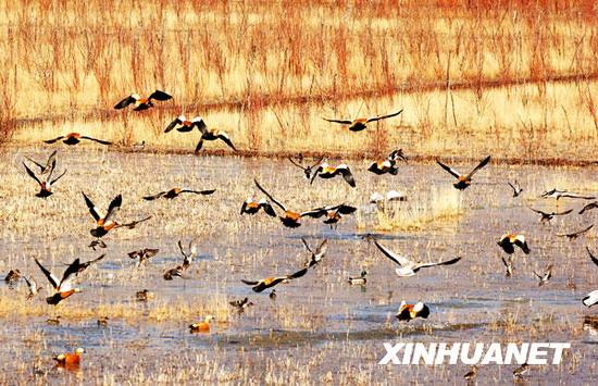 Am Lhasa-Fluss kamen vor kurzem mehrere Zehntausend Zugv?gel zusammen. Der Fluss in der Hauptstadt des autonomen Gebiets Tibet verwandelte sich in eine spektakul?re Vogelwelt.
