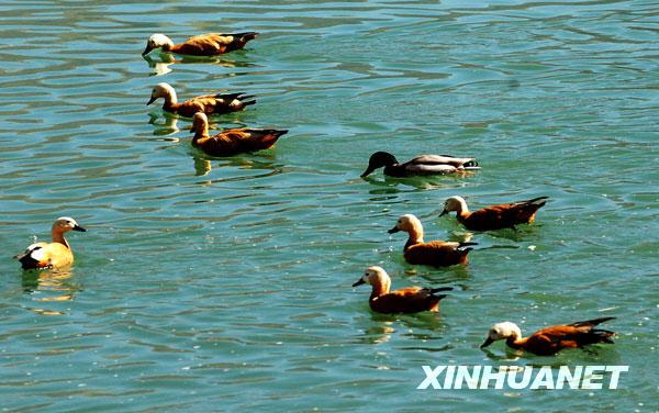 Am Lhasa-Fluss kamen vor kurzem mehrere Zehntausend Zugv?gel zusammen. Der Fluss in der Hauptstadt des autonomen Gebiets Tibet verwandelte sich in eine spektakul?re Vogelwelt.