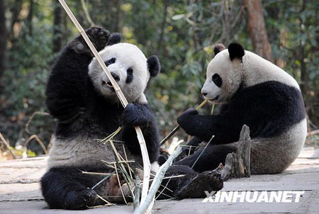 3 In Kürze wird ein Pandapaar von chinesischen Festland in den Taipei-Zoo einziehen. Das eigens für das Pandapaar errichtete neue Pandahaus im Taipei-Zoo wurde am Donnerstag erstmals der ?ffentlichkeit pr?sentiert.