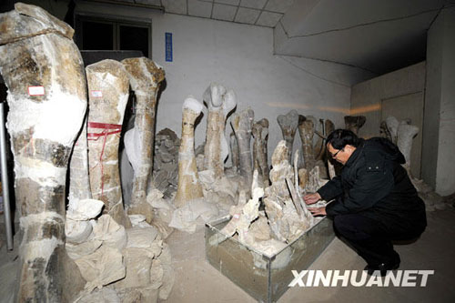 Chinesische Pal?ontologen haben best?tigt, dass das weltweit gr??te Fossilienfeld mit überresten von Dinosauriern in der N?he der Stadt Zhucheng in der Provinz Shandong entdeckt wurde.