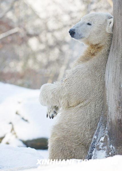 Obwohl der Schnee vor kurzem in Deutschland für Verkehrschaos und Unfälle sorgte, machte die Kälte dem berühmten deutschen Eisbären Knut nichts aus. Am Dienstag tollte er in seinem eisverkrusteten Gehege freudig herum.