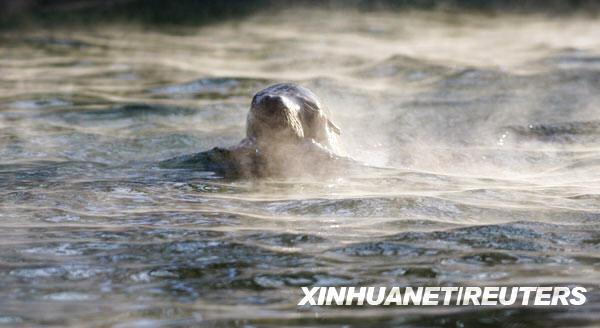 Neben Knut zeigt sich auch ein Seelöwe im Zoo vor schlotternden Besuchern besonders vergnügt. Im frostigen Wasser vertritt er sich entspannt die Flossen.