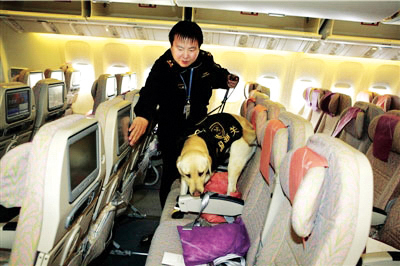 Flughafen Beijing: Spürhunde suchen in Flugzeugen nach Drogen
