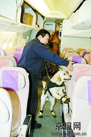 Flughafen Beijing: Spürhunde suchen in Flugzeugen nach Drogen