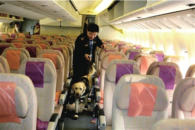 Flughafen Beijing: Spürhunde suchen in Flugzeugen nach Drogen