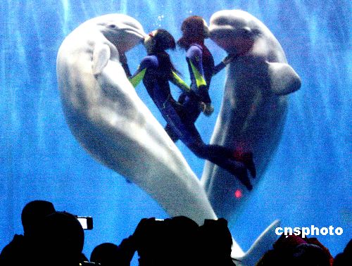 'Das Herz des Ozeans'