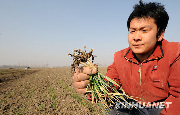 China erwartet gute Ernte trotz massiver Dürre