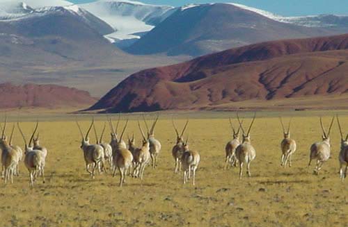 Hoh Xil,Qinghai, Tiere,Touristen,Tibet,