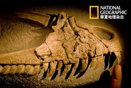 1 Neue Funde von Dinosaurier-Skeletten belegen: Dinosaurier versanken im Schlamm eines Sees starben 90 Millionen Jahre zuvor dort, wo heute die Wüste Gobi liegt. 1