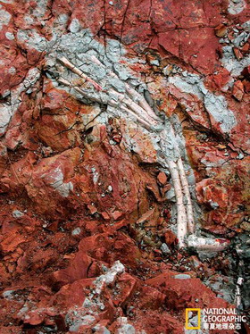 5 Neue Funde von Dinosaurier-Skeletten belegen: Dinosaurier versanken im Schlamm eines Sees starben 90 Millionen Jahre zuvor dort, wo heute die Wüste Gobi liegt.