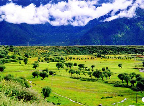 Die Region Linzhi im Südosten von Tibet hat Chinas am besten erhaltenes Urwaldgebiet. Jedoch bestand die Gefahr, dass dieser wertvolle Wald überrodet werden k?nnte.